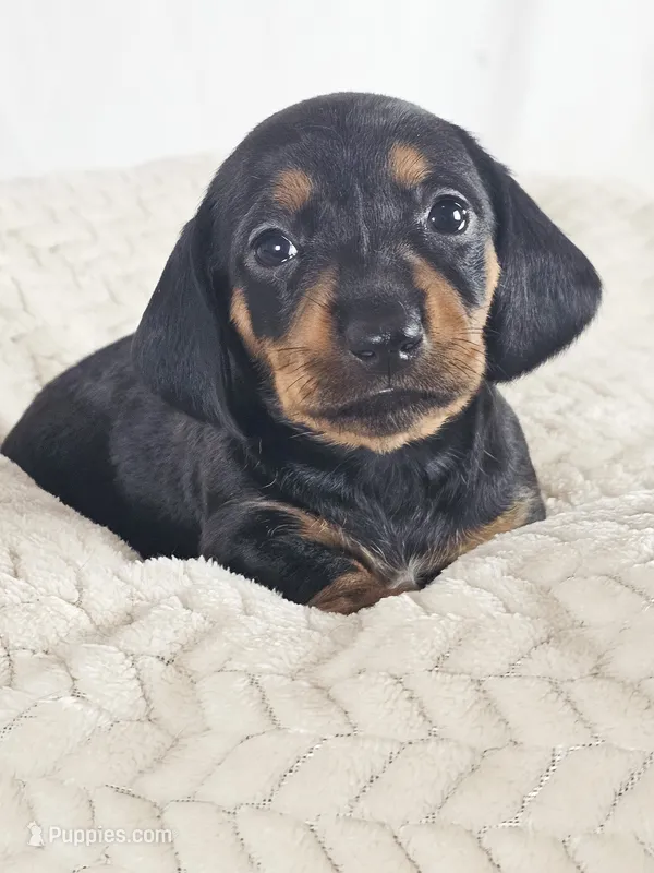 Mango, a female Dachshund for sale in Sacramento, CA – 1 of 6