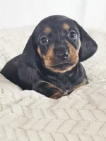 Mango, a female Dachshund for sale in Sacramento, CA – 1 of 6