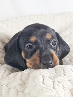 Mango, a female Dachshund for sale in Sacramento, CA – 5 of 6