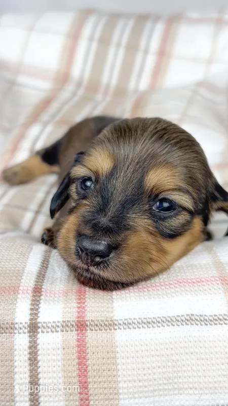 Whip cream – Miniature Dachshund puppy for sale in Sacramento, CA