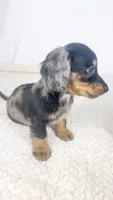 Chocolate, a male Miniature Dachshund for sale in Sacramento, CA – 2 of 7