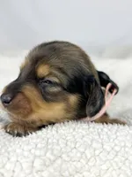 Cherry, a male Miniature Dachshund for sale in Sacramento, CA – 6 of 9