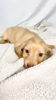 Vanilla, a female Miniature Dachshund for sale in Sacramento, CA – 4 of 6