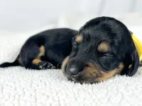 Vanilla, a male Miniature Dachshund for sale in Sacramento, CA – 1 of 6