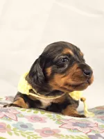 Peeps, a female Miniature Dachshund for sale in Sacramento, CA – Photo 5 of 6