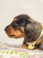 Peeps, a female Miniature Dachshund for sale in Sacramento, CA – Photo 1 of 6