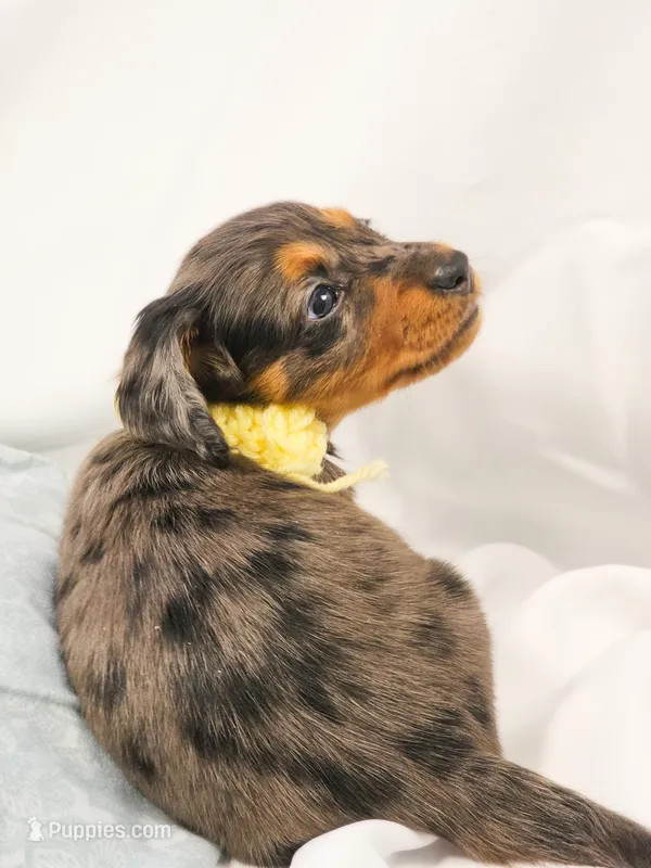 Peeps – Miniature Dachshund puppy on hold in Sacramento, CA