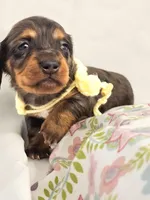 Peeps, a female Miniature Dachshund for sale in Sacramento, CA – Photo 3 of 6