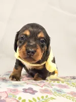 Peeps, a female Miniature Dachshund for sale in Sacramento, CA – Photo 4 of 6