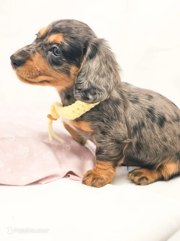 Peeps – Miniature Dachshund puppy on hold in Sacramento, CA