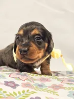 Peeps, a female Miniature Dachshund for sale in Sacramento, CA – Photo 2 of 6