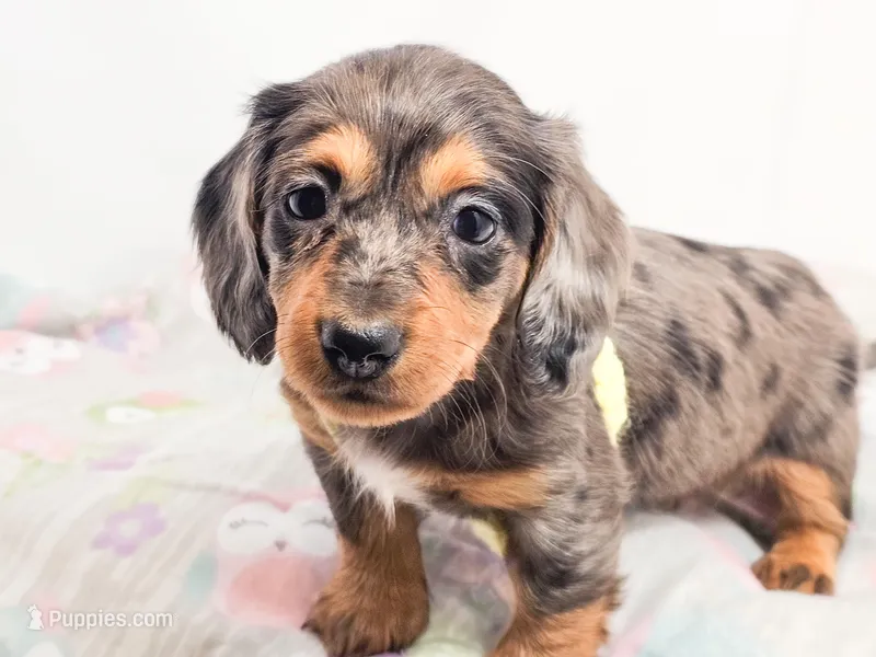 Peeps – Miniature Dachshund puppy on hold in Sacramento, CA