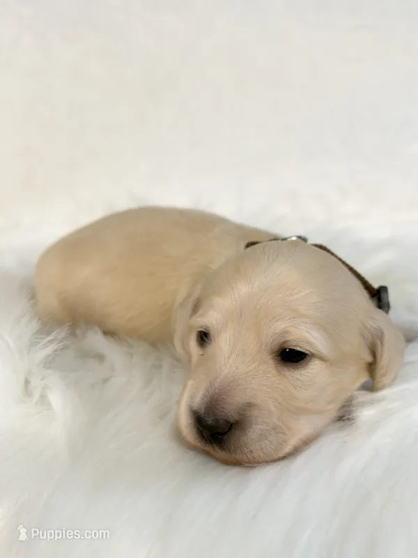 Oatmeal Raisin – Miniature Dachshund puppy for sale in Sacramento, CA