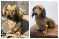 Plum, a male Miniature Dachshund for sale in Sacramento, CA – 6 of 6