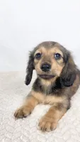 Whip cream, a female Miniature Dachshund for sale in Sacramento, CA – 7 of 9