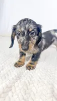 Strawberry, a male Miniature Dachshund for sale in Sacramento, CA – 5 of 7