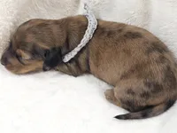 Shell, a male Miniature Dachshund for sale in Sacramento, CA – Photo 8 of 9