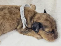 Shell, a male Miniature Dachshund for sale in Sacramento, CA – Photo 3 of 9