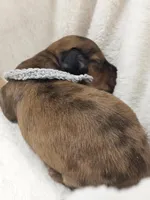 Shell, a male Miniature Dachshund for sale in Sacramento, CA – Photo 6 of 9