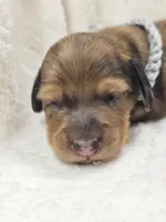 Shell, a male Miniature Dachshund for sale in Sacramento, CA – Photo 7 of 9