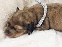 Shell, a male Miniature Dachshund for sale in Sacramento, CA – Photo 5 of 9