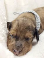 Shell, a male Miniature Dachshund for sale in Sacramento, CA – Photo 2 of 9