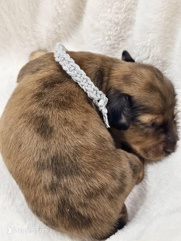 Shell – Miniature Dachshund puppy for sale in Sacramento, CA