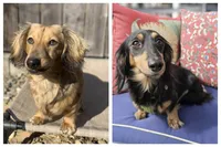 Shell, a male Miniature Dachshund for sale in Sacramento, CA – Photo 9 of 9