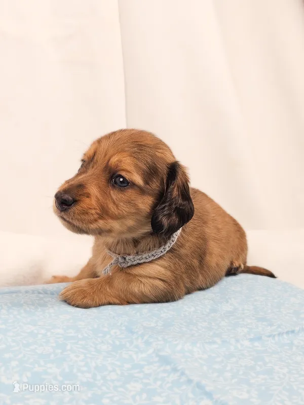 Shell – Miniature Dachshund puppy for sale in Sacramento, CA