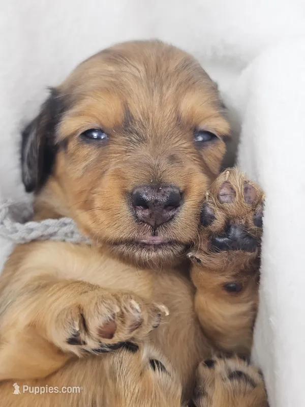 Shell – Miniature Dachshund puppy for sale in Sacramento, CA