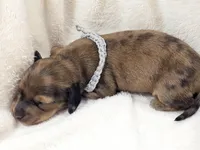 Shell, a male Miniature Dachshund for sale in Sacramento, CA – Photo 4 of 9