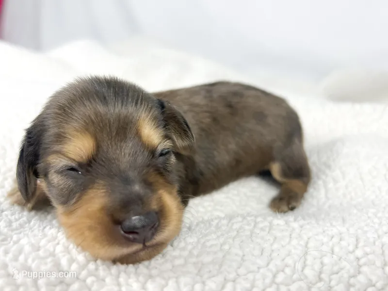 Cherry – Miniature Dachshund puppy for sale in Sacramento, CA