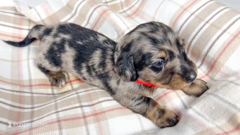 Strawberry – Miniature Dachshund puppy for sale in Sacramento, CA
