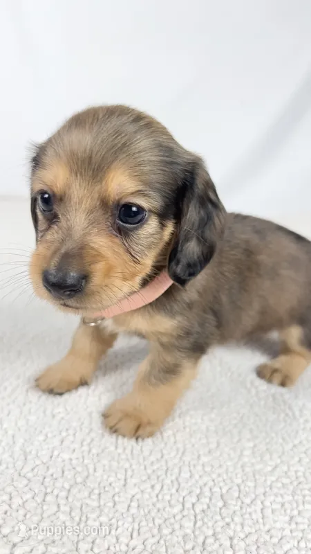 Cherry – Miniature Dachshund puppy for sale in Sacramento, CA