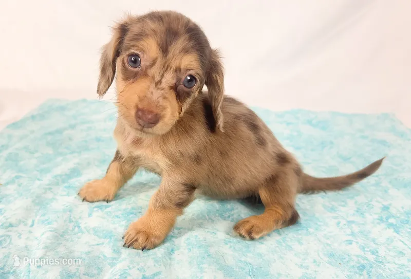 Hot fudge – Miniature Dachshund puppy on hold in Sacramento, CA