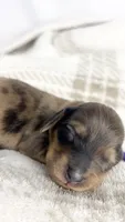 Chicken bake, a male Miniature Dachshund for sale in Sacramento, CA – 3 of 7