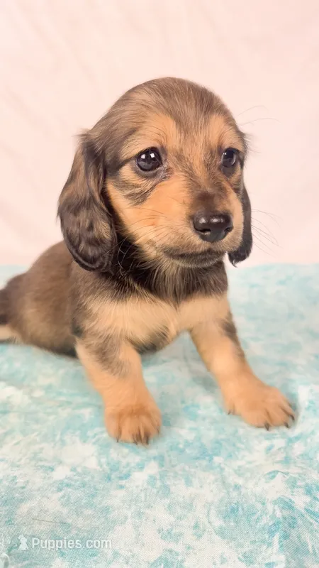 Whip cream – Miniature Dachshund puppy for sale in Sacramento, CA