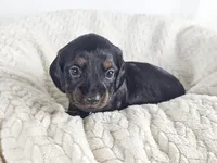Brown sugar, a male Dachshund for sale in Sacramento, CA – 3 of 6