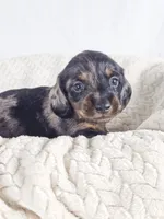 Honeydew, a male Dachshund for sale in Sacramento, CA – 3 of 6
