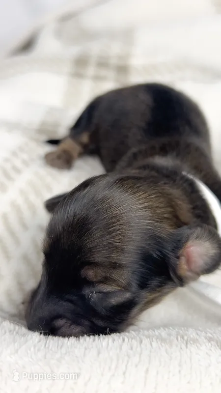 Slice – Miniature Dachshund puppy for sale in Sacramento, CA