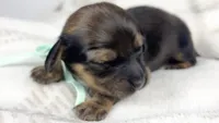 Coca-cola, a male Miniature Dachshund for sale in Sacramento, CA – 1 of 5