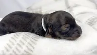 Slice, a male Miniature Dachshund for sale in Sacramento, CA – 3 of 5