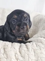 Brown sugar, a male Dachshund for sale in Sacramento, CA – 2 of 6
