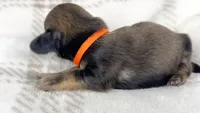 Frank, a male Miniature Dachshund for sale in Sacramento, CA – 3 of 6