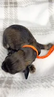 Frank, a male Miniature Dachshund for sale in Sacramento, CA – 4 of 6