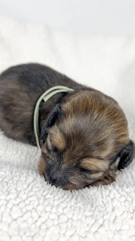 Coca-cola – Miniature Dachshund puppy for sale in Sacramento, CA