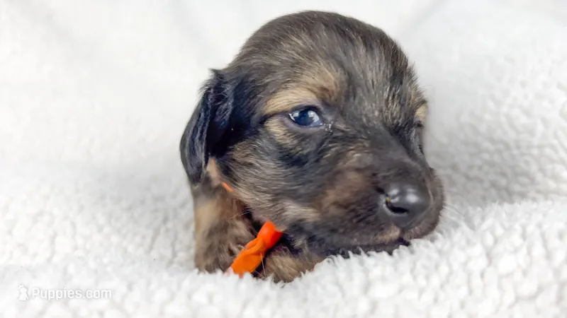 Frank – Miniature Dachshund puppy for sale in Sacramento, CA