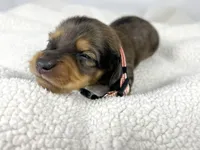 Cherry, a male Miniature Dachshund for sale in Sacramento, CA – 7 of 9