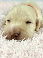 Swiss, a female Miniature Dachshund for sale in Sacramento, CA – Photo 2 of 7