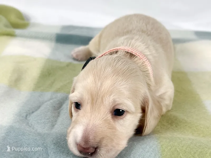 Swiss – Miniature Dachshund puppy on hold in Sacramento, CA